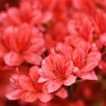 azalea japonica aladin scout 1