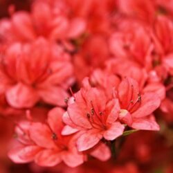 azalea japonica aladin scout 1