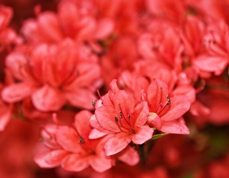 azalea japonica aladin scout 1 azalea japonica aladin scout 1