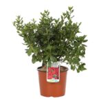 azalea japonica aladin scout