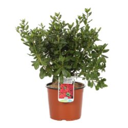 azalea japonica aladin scout