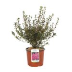 azalea japonica amoena 1