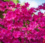 azalea japonica amoena 2