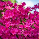 azalea japonica amoena 2