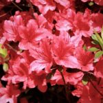 azalea japonica arabesk 1