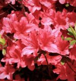 azalea japonica arabesk 1