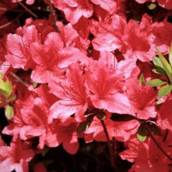 azalea japonica arabesk 1
