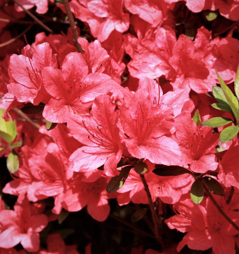 azalea japonica arabesk 1 azalea japonica arabesk 1