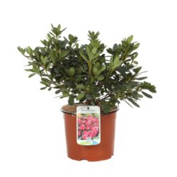 azalea japonica arabesk