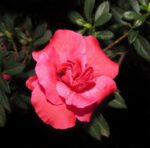 azalea japonica bemi kirmina 1