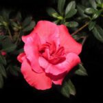 azalea japonica bemi kirmina 1