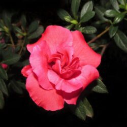 azalea japonica bemi kirmina 1