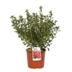 azalea japonica bemi kirmina