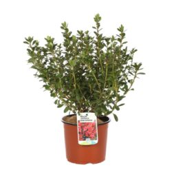 azalea japonica bemi kirmina