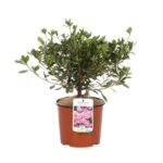azalea japonica blaaws pink 1