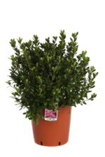 azalea japonica blaaws pink