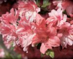 azalea japonica blaaws pink 2