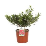 azalea japonica darkness 1