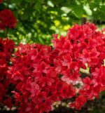 azalea japonica darkness 2