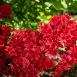 azalea japonica darkness 2