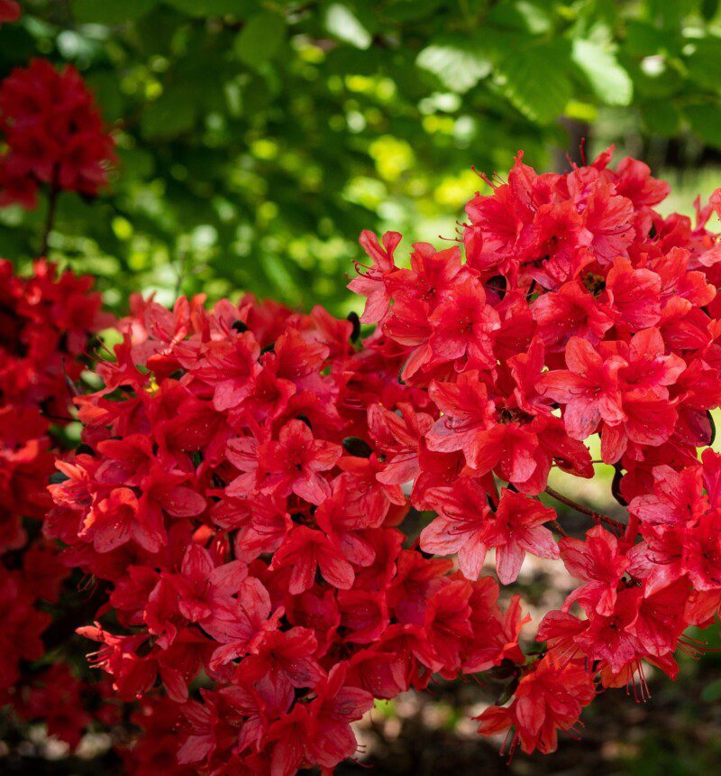azalea japonica darkness 2 azalea japonica darkness 2