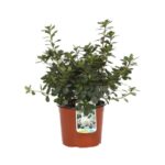 azalea japonica dorothy hyden 1