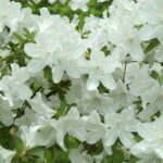 azalea japonica dorothy hyden 2