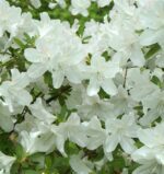 azalea japonica dorothy hyden 2
