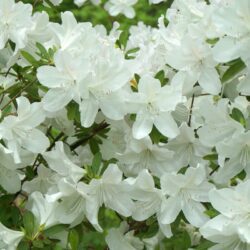 azalea japonica dorothy hyden 2