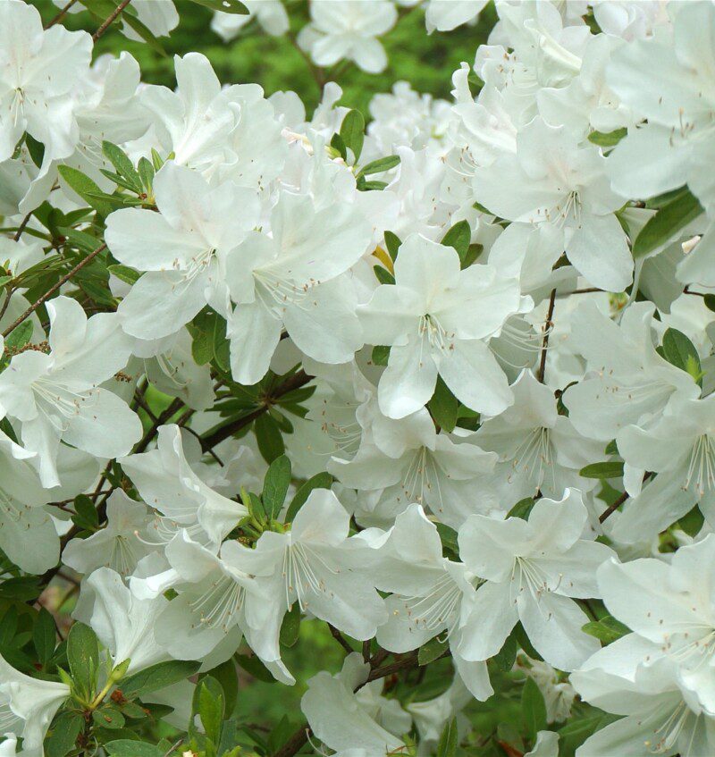 azalea japonica dorothy hyden 2 azalea japonica dorothy hyden 2