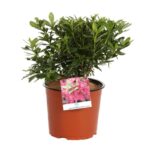 azalea japonica girards fuchsia 1
