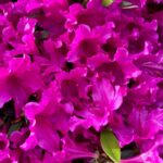 azalea japonica girards fuchsia 2