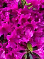 azalea japonica girards fuchsia 2