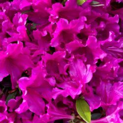 azalea japonica girards fuchsia 2
