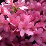 azalea japonica gloria 1