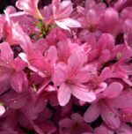 azalea japonica gloria 1