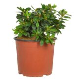 azalea japonica gloria