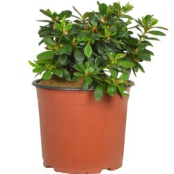 azalea japonica gloria