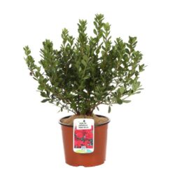 azalea japonica hima sojo 1