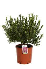 azalea japonica hima sojo