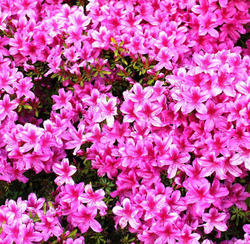 azalea japonica hima sojo 2 azalea japonica hima sojo 2