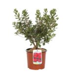 azalea japonica hino crimson 1