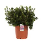 azalea japonica hino crimson