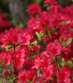 azalea japonica hino crimson 2