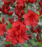 azalea japonica johanna