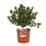 azalea japonica johanna 2