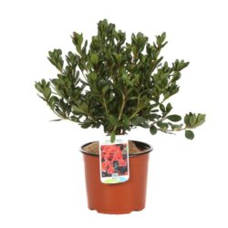 azalea japonica johanna 2