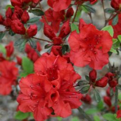 azalea japonica johanna
