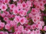azalea japonica kirin 1