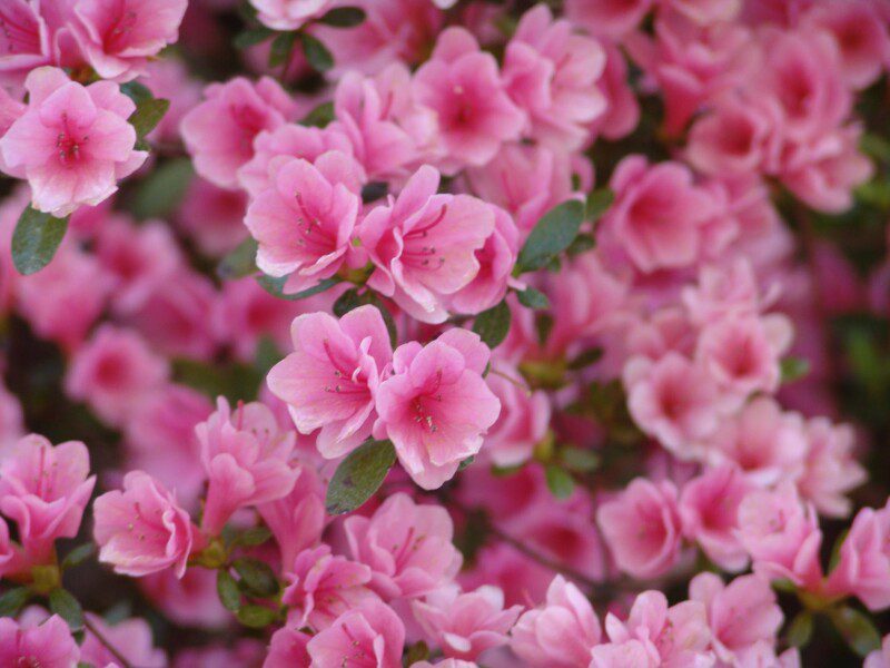 azalea japonica kirin 1 azalea japonica kirin 1